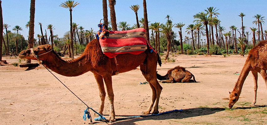 Comment préparer son voyage au Maroc ? Guide complet