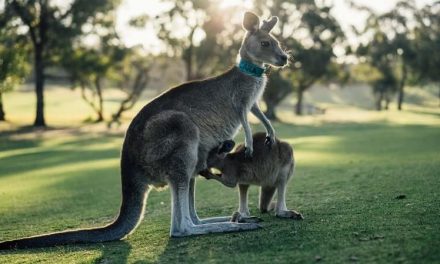 Comment préparer son voyage en Australie ? Guide complet